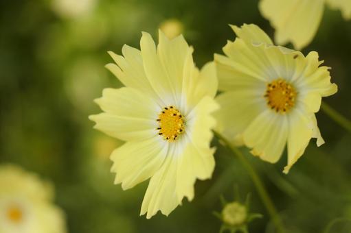Semi di Fiore di Cosmos Giallo Limone, Fioriture da Giardino Luminose e Allegre