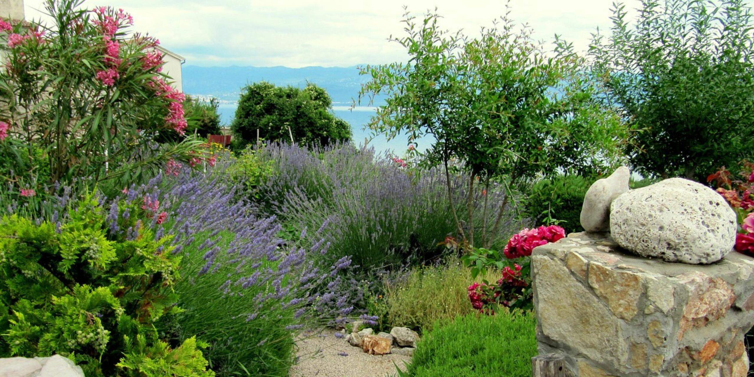 Classic Fragrant Herb for Gardens & Aromatherapy