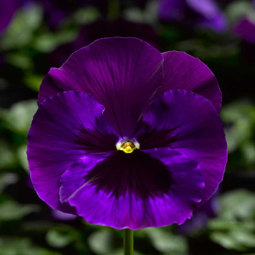 Purple Pansy Flower Seeds,Rich Vibrant Blooms, Easy to Grow, Non-GMO