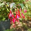Fucsia, un fiore sorprendente e amichevole per i colibrì per il tuo giardino