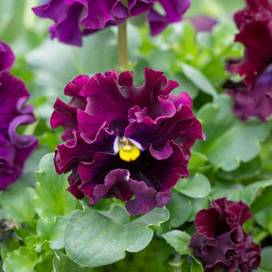 Burgundy Pansy Flower Seeds, Rich Velvety Blooms, Easy to Grow, Non-GMO