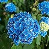 Semillas de Hortensia Azul - Hortensia de Hoja Grande Macrophylla, Arbusto Deciduo Raro y Resistente, Planta de Flor de Jardín No OGM