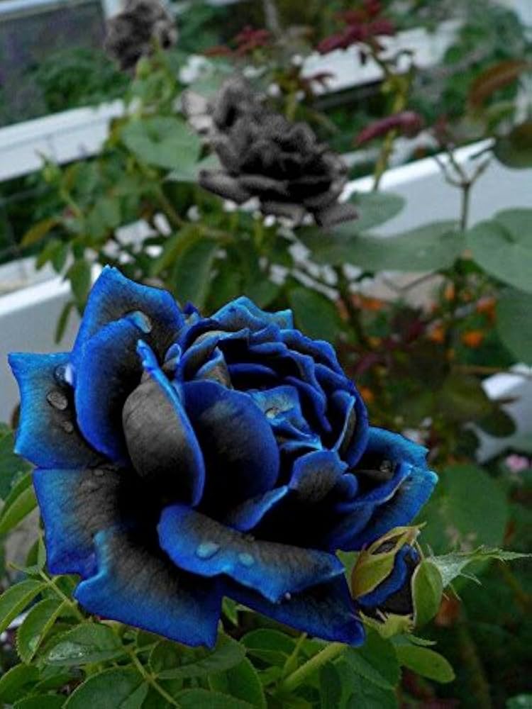 Midnight Supreme Rose Flower Seeds for Planting – 100 pcs - Flower seeds