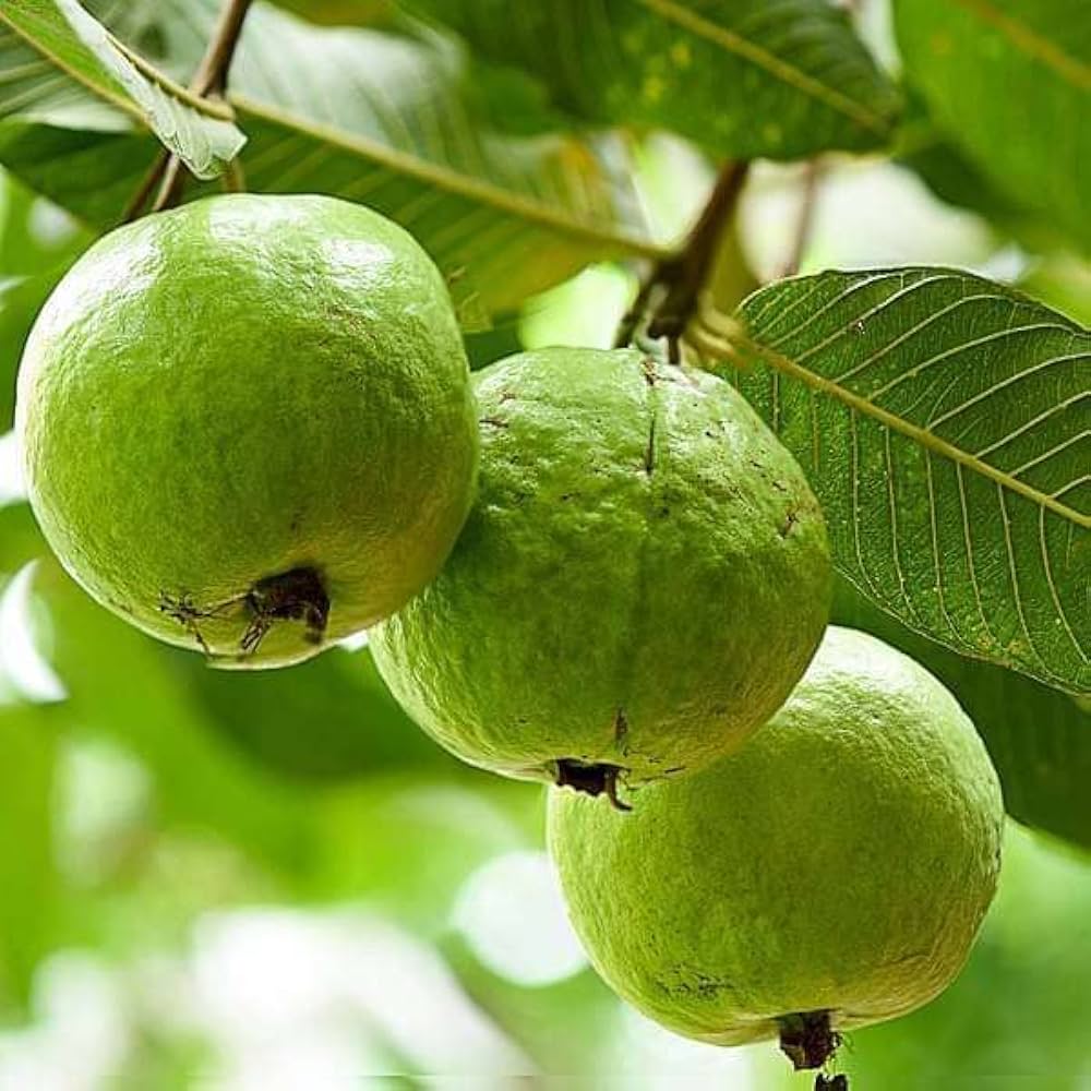 Semillas de Guayaba Blanca Tropical – Fruta Dulce y Fragante para Plantar