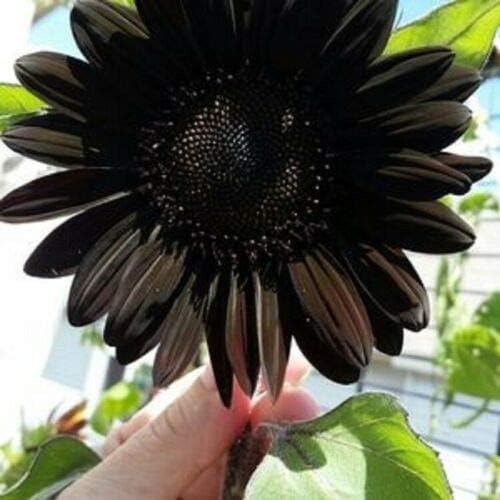 Semillas frescas de girasol negro profundo para plantar - Crecimiento en jardín para 50 piezas
