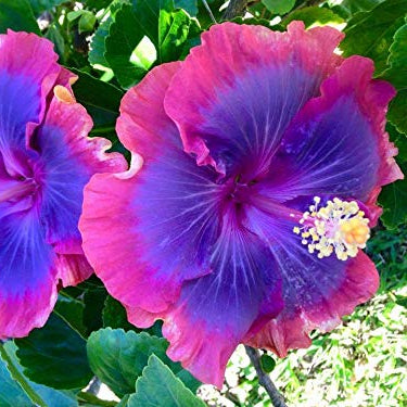 Blue Pink Purple Hibiscus Seeds Perennial, Deer Resistant, Attracts Butterflies And Hummingbirds, Low Maintenance for Beds, Borders, Patio, Containers