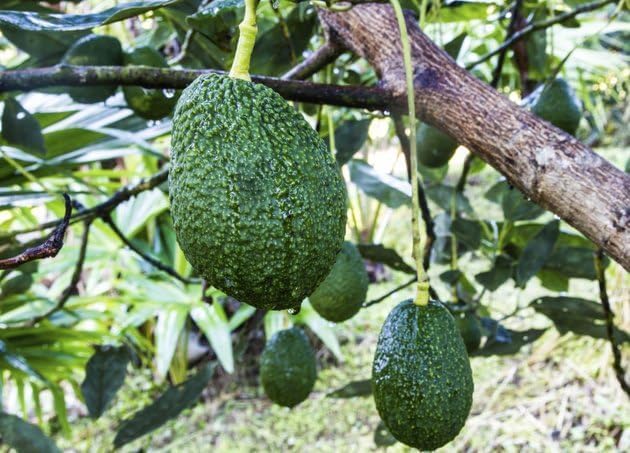 Semi di avocado Hass sani per piantare - da 2 a 3 piedi di altezza - albero da frutto per giardino - 1 pezzo