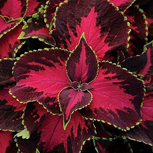 Semi di Coleus Premium Sun al Cioccolato Coperti di Ciliegia