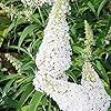 Semillas de Arbusto Mariposa Blanco, Buddleia Davidii Arbusto Perenne, Atrae Mariposas, Bajo Mantenimiento, Crecimiento Rápido, Cama de Patio Exterior - 50 Piezas