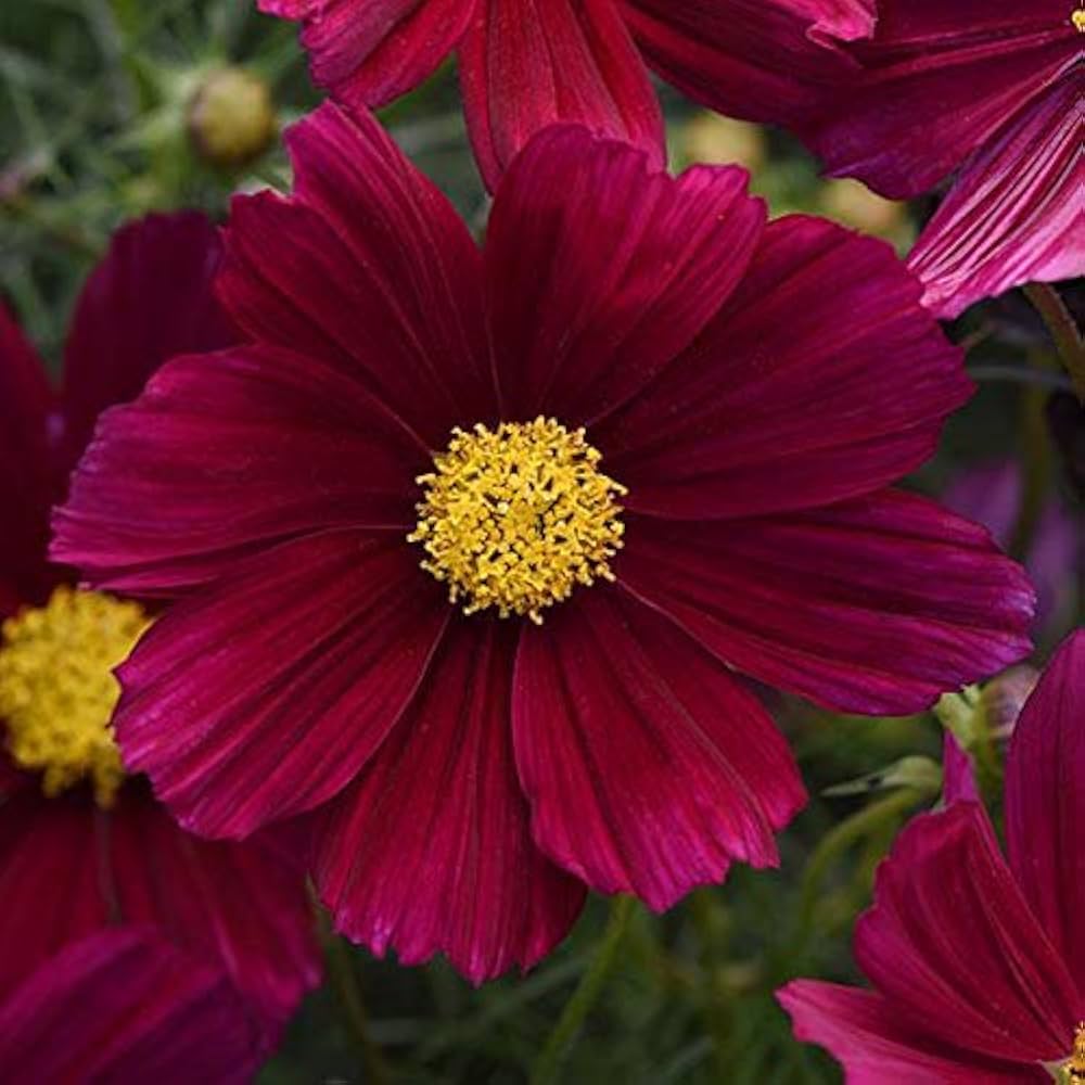 Graines de Fleur Cosmos Magenta, Floraisons Audacieuses et Frappantes pour Votre Jardin