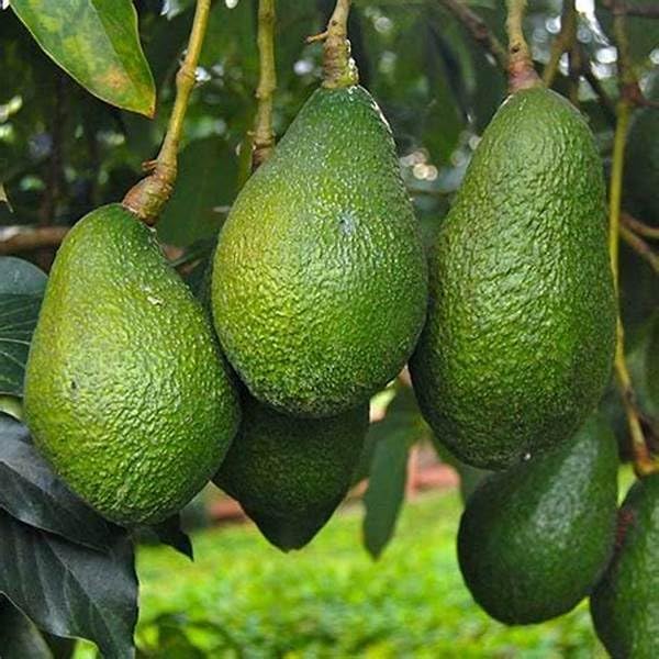Semi di avocado Hass sani per piantare - da 2 a 3 piedi di altezza - albero da frutto per giardino - 1 pezzo