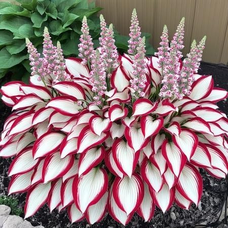 Hosta Plant Seeds White And Red