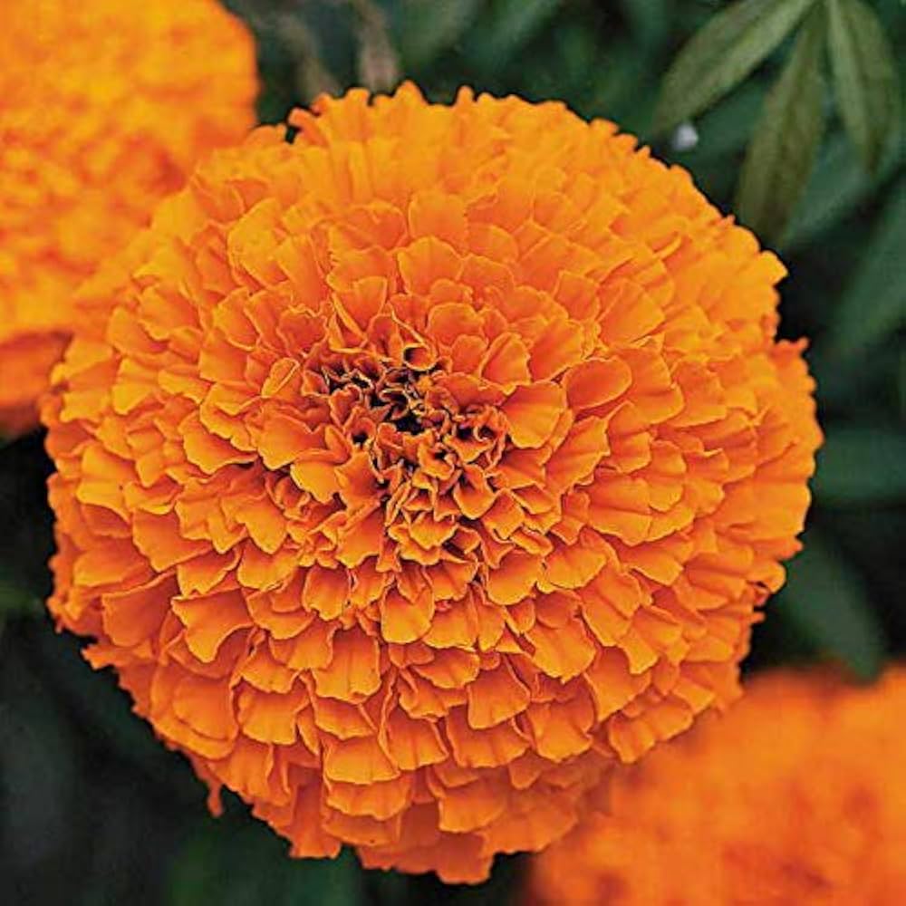 Semillas de Flor de Caléndula Naranja Intenso – Flores Audaces y Vibrantes para Jardines