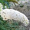 Semillas de Arbusto Mariposa Blanco, Buddleia Davidii Arbusto Perenne, Atrae Mariposas, Bajo Mantenimiento, Crecimiento Rápido, Cama de Patio Exterior - 50 Piezas