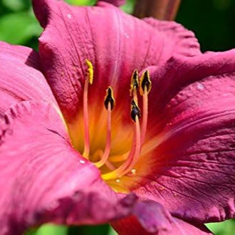 10 Semillas de Lirio de Día de Colores Mixtos Hemerocallis Mezcla Fina de Lirio de Día Rojo, Púrpura y Más Semillas de Flores