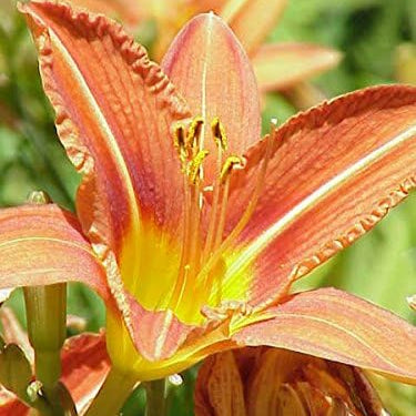 10 Semillas de Lirio de Día de Colores Mixtos Hemerocallis Mezcla Fina de Lirio de Día Rojo, Púrpura y Más Semillas de Flores