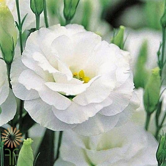 Semillas de Lisianthus Echo Blanco, Flores Blancas Puras Clásicas para Jardines Elegantes y Ramos