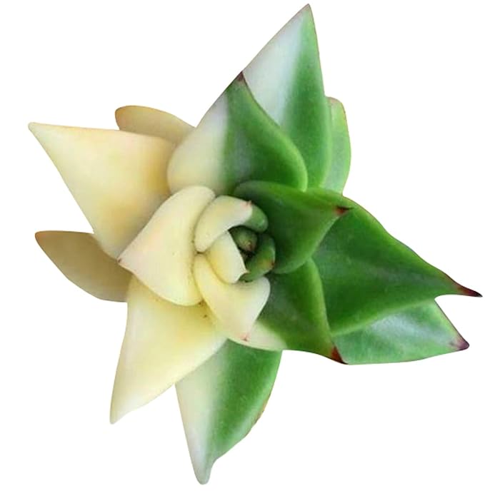 Graines de cactus succulentes africaines rares Nema - Vert et blanc - 100 pièces | Graines de jardinage de qualité supérieure pour plantes succulentes uniques