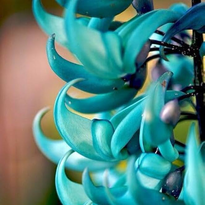 Jade Vine Seeds for Planting (Strongylodon Macrobotrys) - 100 pcs - Flower seeds