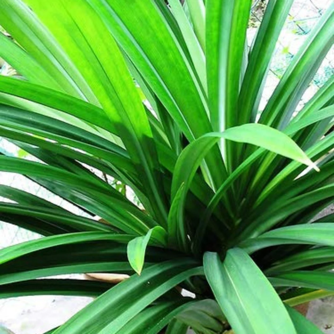 Semillas frescas de pandan, Pandanus Amaryllifolius, semillas de Vietnam para uso culinario