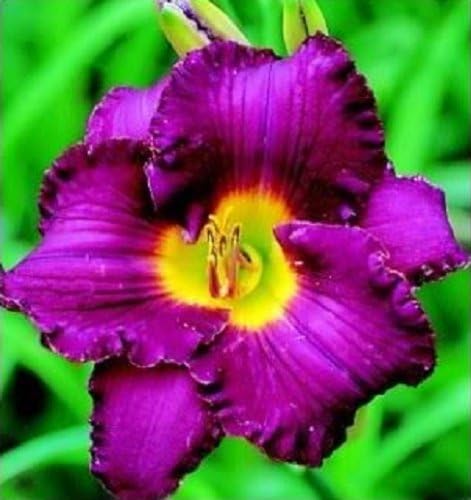 10 Semillas de Lirio de Día de Colores Mixtos Hemerocallis Mezcla Fina de Lirio de Día Rojo, Púrpura y Más Semillas de Flores