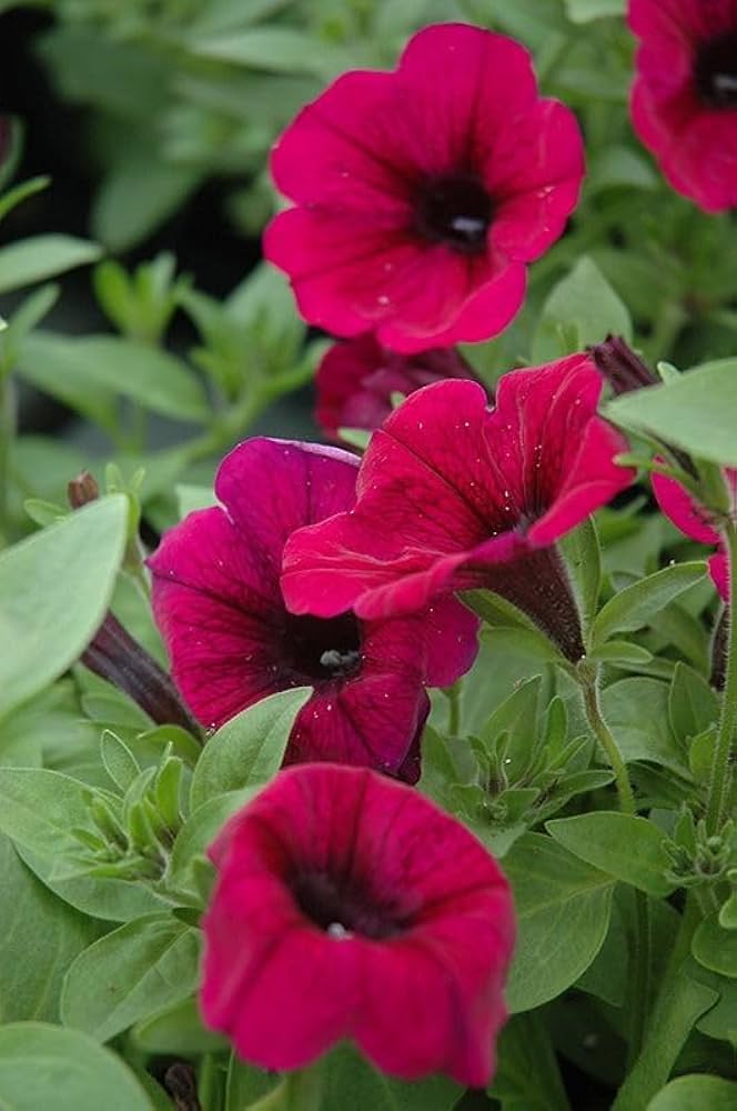Graines de Pétunia Magenta – Fleurs de Jardin Vibrantes pour Plates-bandes et Jardinières Suspendues