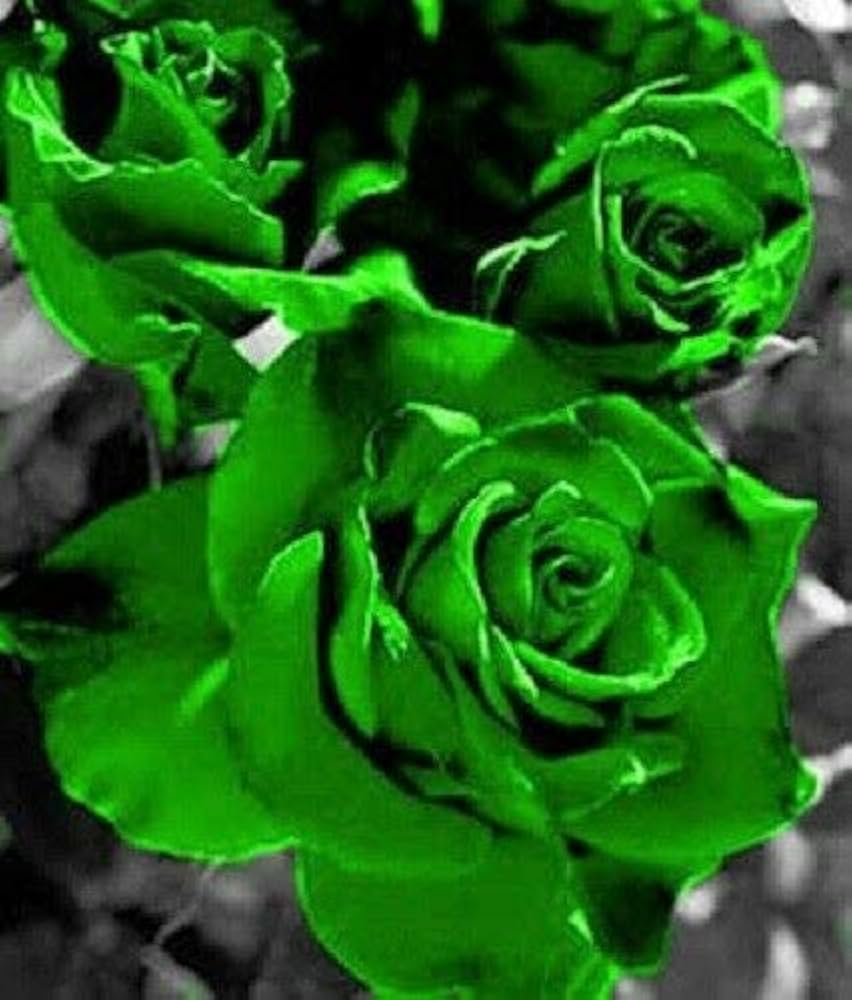 Rose Seeds (Green Rose Flower Seeds) - Green Blooms with Red Edges, Easy-Grow Perennial