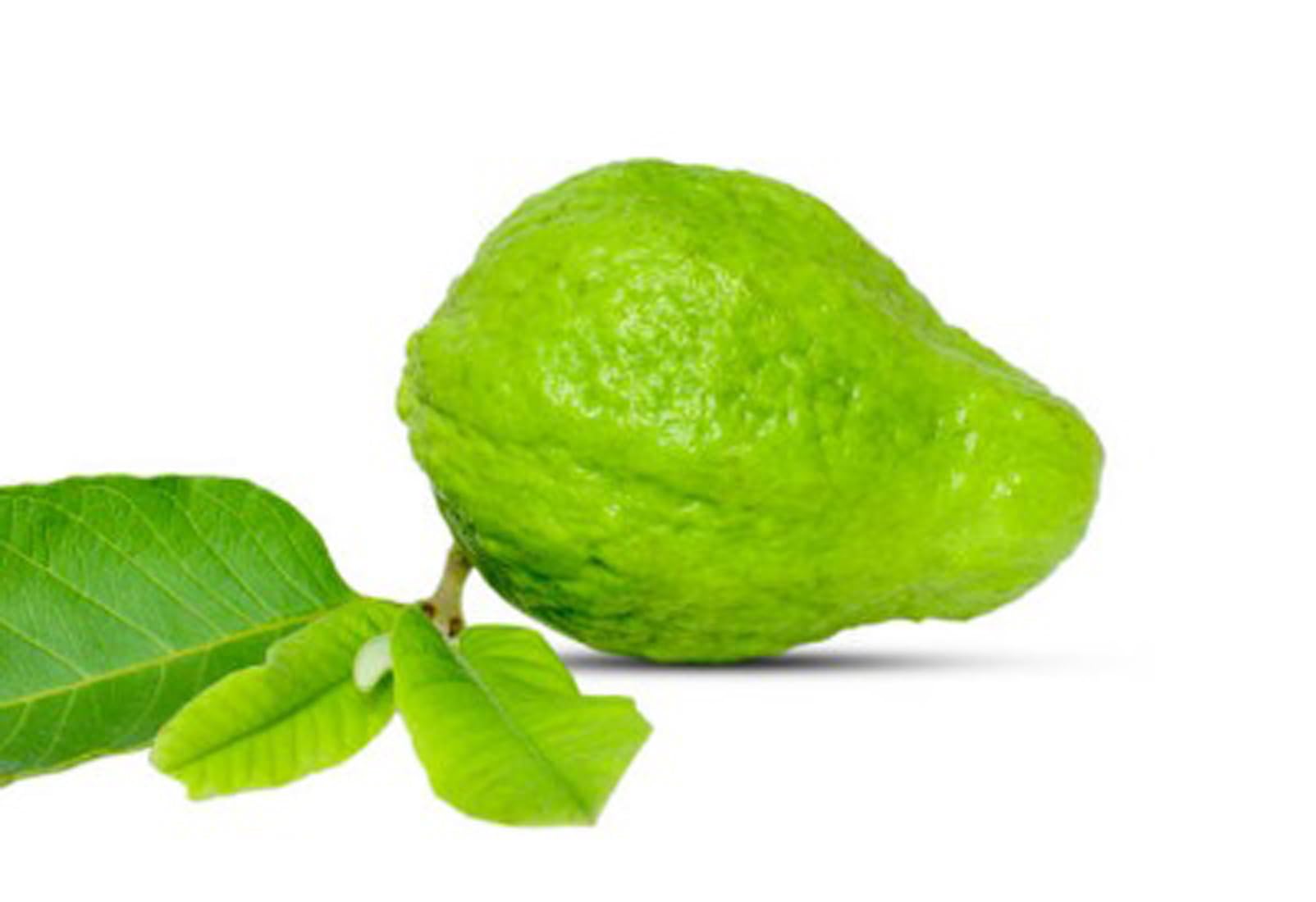 Semillas de guayaba Arka Mridula – Fruta tropical dulce de alto rendimiento para plantar