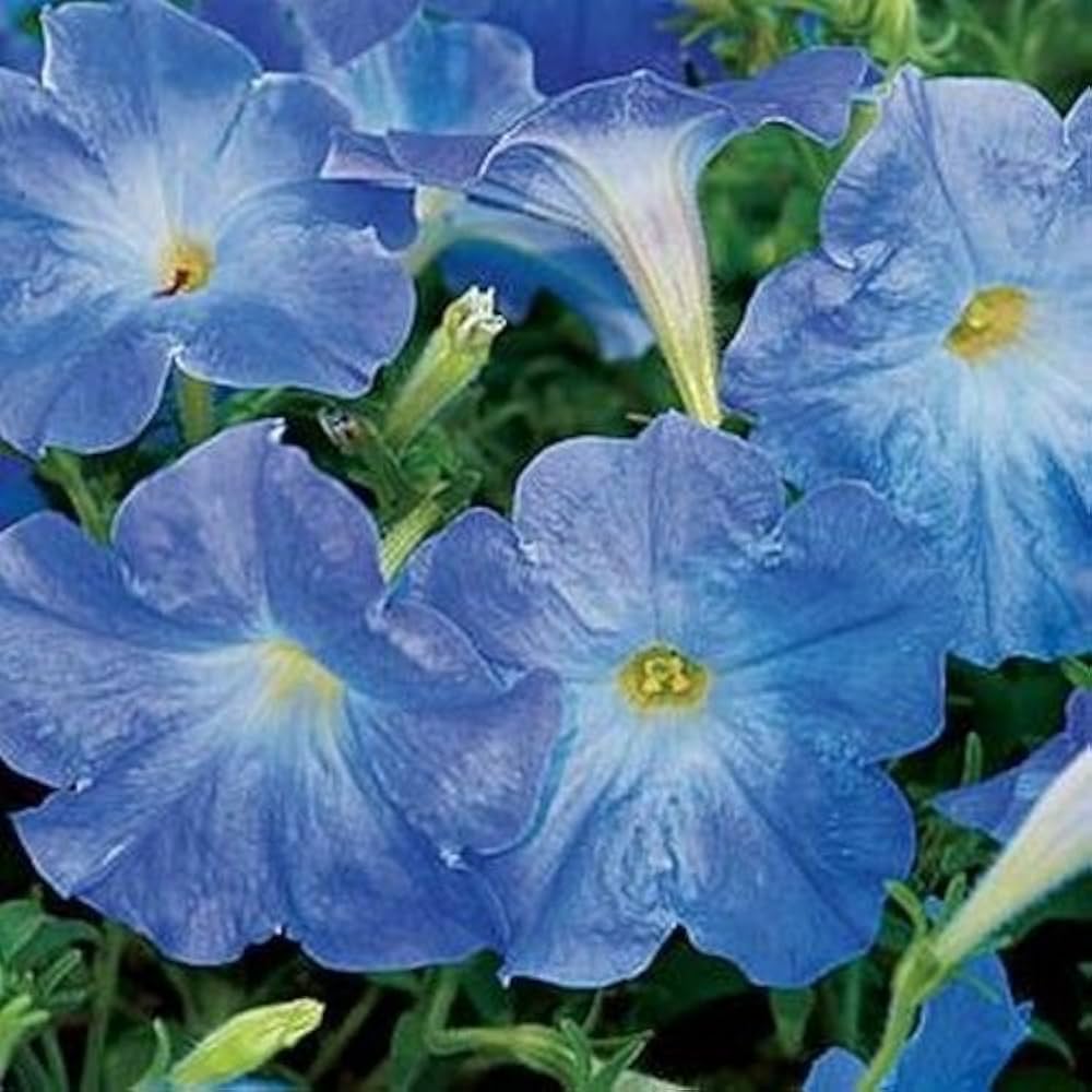 Graines de Pétunia Bleu Ciel – Fleurs Douces et Aériennes pour Jardins et Suspensions