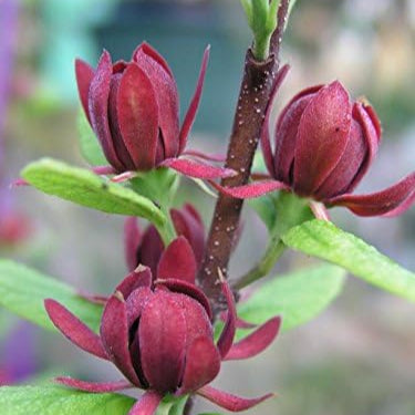 Eastern Sweetshrub, Allspice della Carolina, Semi di Calycanthus Floridus Sweet Betsy
