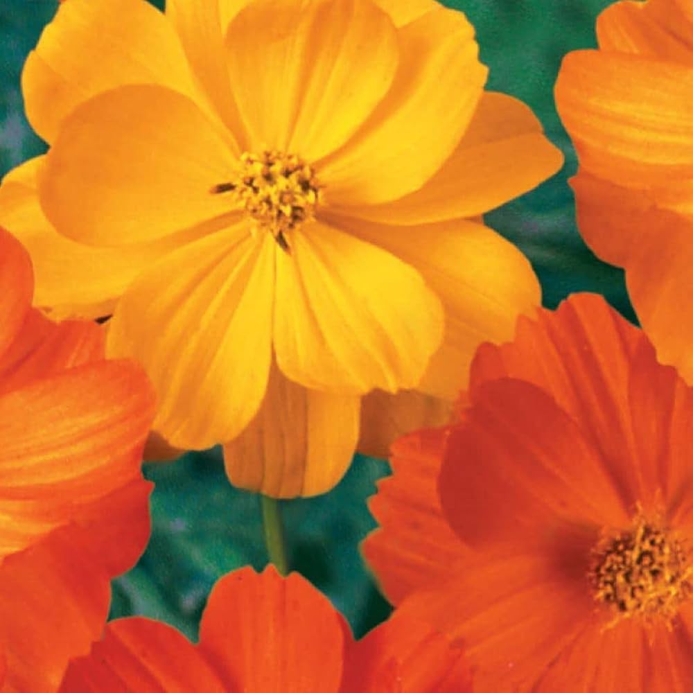 Graines de fleurs Cosmos jaune doré, floraisons éclatantes pour un jardin vivant