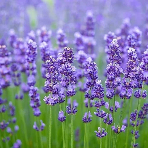 Lavandin (Lavandula × intermedia) Seeds – Highly Fragrant Blooms for Gardens & Aromatherapy