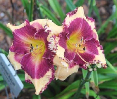 10 Semillas de Lirio de Día de Colores Mixtos Hemerocallis Mezcla Fina de Lirio de Día Rojo, Púrpura y Más Semillas de Flores