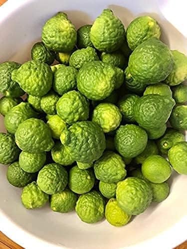 カフィアライムの木の種子(植え付け用)–開花および結実品種、品質保証