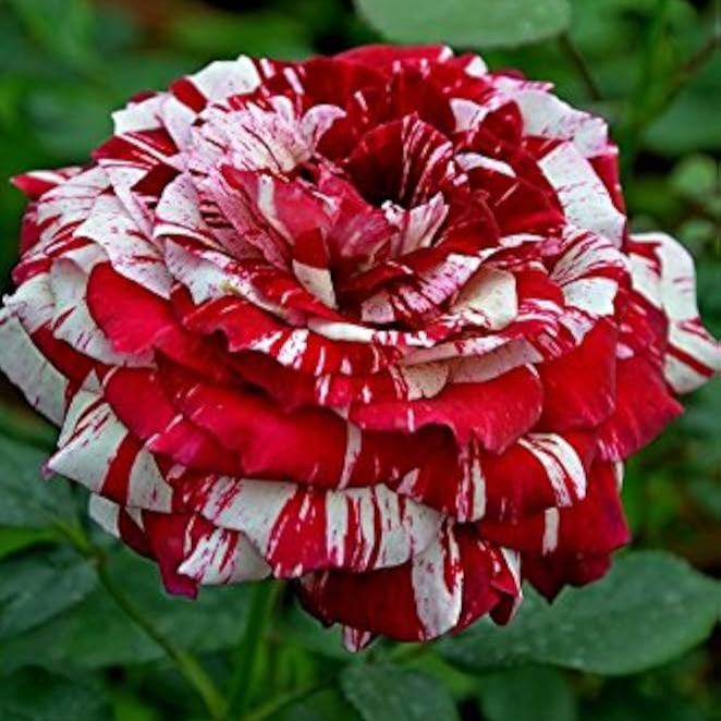 Red & White Rose Flower Seeds ,Stunning Bi-Color Blooms, Easy to Grow, Non-GMO