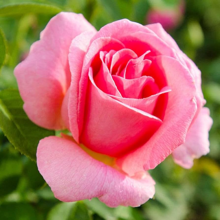 Pink Rose Flower Seeds, Soft Romantic Blooms, Easy to Grow, Non-GMO