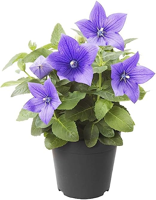 Platycodon Grandiflorus Seeds – Balloon Flower for Garden Planting
