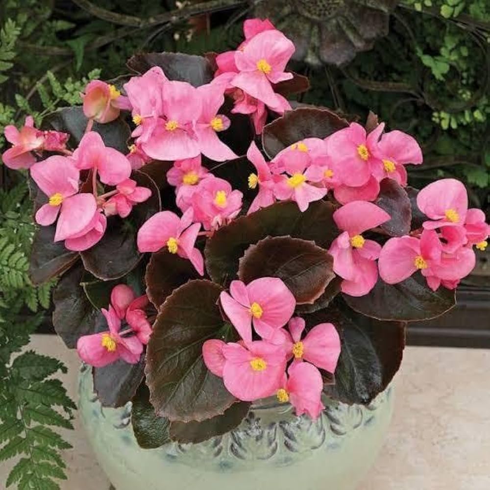 Semillas de Flor de Begonia Rosa, Flores en Pastel Suave, Fácil de Cultivar, No OGM