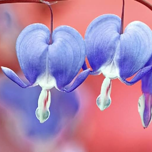 Blue Bleeding Heart Flower Seeds for Shade Garden