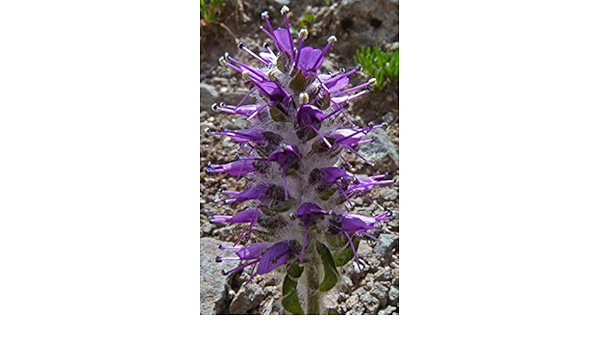 Besseya Alpina Flower Seeds, Planting, 100 pcs - Flower seeds