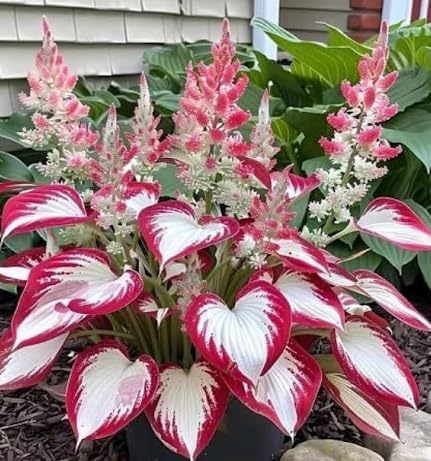 Hosta Plant Seeds White And Red