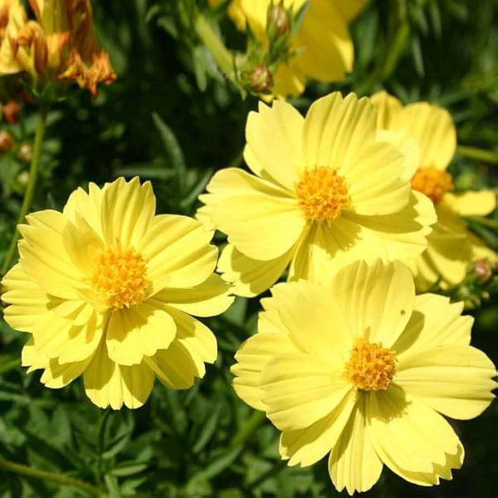 Semi di Fiore di Cosmos Giallo Limone, Fioriture da Giardino Luminose e Allegre