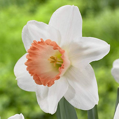 Narcissus White Red Seeds – Elegant Flower Bulbs for Garden Planting