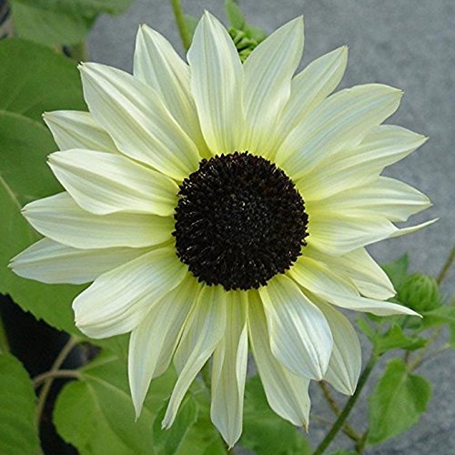 Semillas de Girasol Blanco – Flores Elegantes y Raras para Plantar en el Jardín