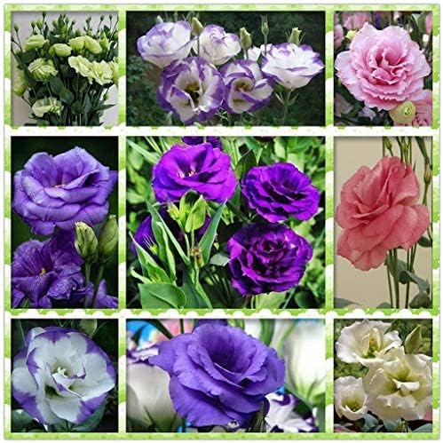 Semillas raras de eustoma de colores mixtos para plantar