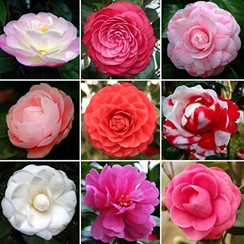 Mixed Camellia Seeds, Cultivate a Stunning Variety of Elegant Blooms