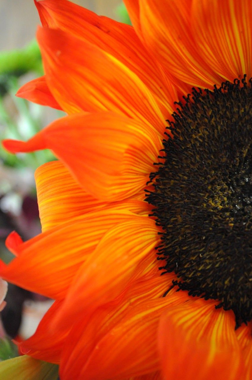 Semillas de Girasol Naranja Intenso – Flores Audaces y Ardientes para Jardines y Polinizadores