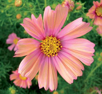 Peach Cosmos Flower Seeds ,Soft Pastel Blooms for a Charming Garden