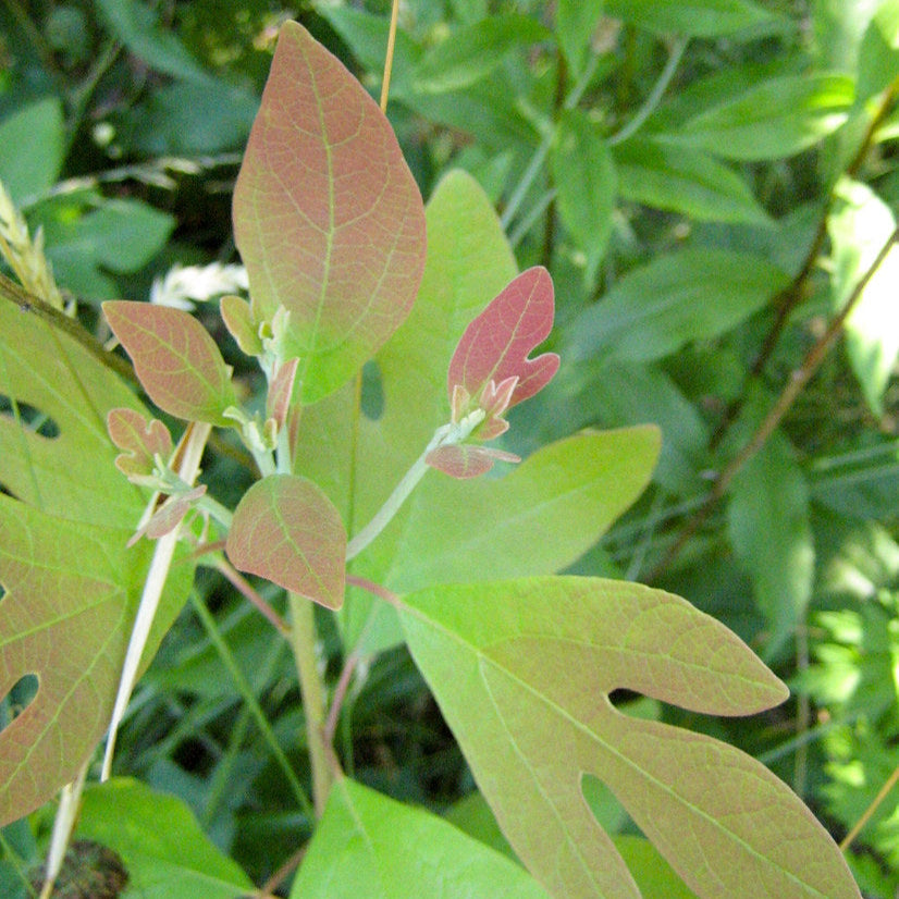 "Fragrant Sassafras Seeds, Planting - 100 pcs" - Plant Seeds