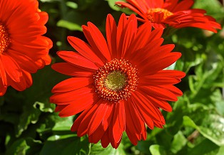 Graines de fleurs de calendula rouge rouille, floraisons audacieuses et vibrantes, non-OGM